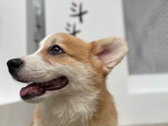 -柯斗斗主题餐厅·狗咖·围炉煮茶·茶饮(国瑞升平里店)