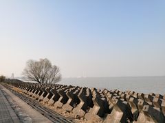 -上海滨江森林公园