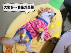 -逗柴咖啡屋·狗咖猫咖宠物桌游