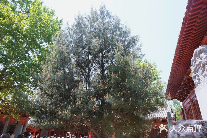 嵩山少林文化旅游景区图片