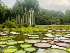 -中国科学院西双版纳热带植物园