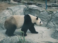 -武汉动物园
