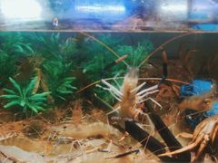 -V-ONE西雅图海鲜自助餐厅(仓山万达广场店)