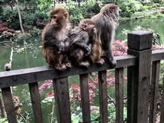 -黔灵山公园