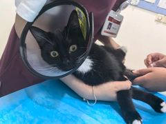 -艾贝尔宠物医院·24H转诊中心·肿瘤猫专科(江宁双龙店)