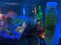 -PAPAYA CLUB 酒吧(深圳旗舰店)