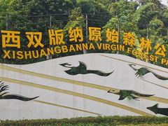 -西双版纳原始森林公园