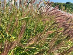 -北京东方普罗旺斯薰衣草庄园