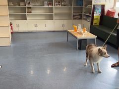 -顺强宠物诊所·狂犬免疫·夜诊·骨科(嘉定店)