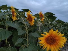 -汉长安城未央宫国家考古遗址公园