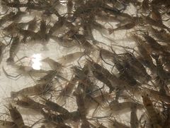 -芭提雅Amporn Seafood自助餐厅