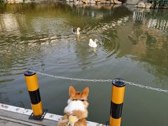 -J Create城市露营咖啡·简餐·宠物(上海动物园店)