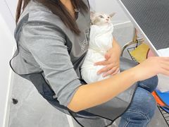-山宅一喵德文卷毛猫舍