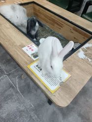 -神奇动物撸宠馆·羊驼·小浣熊·异宠(豫园店)