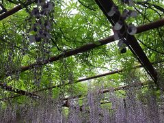 -嘉定紫藤园