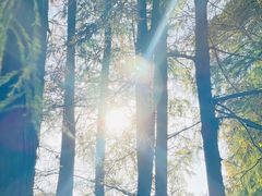 -上海共青森林公园