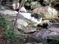 -王顺山国家森林公园