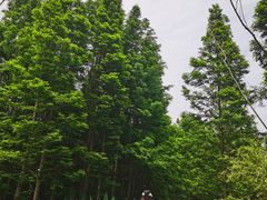 -桤木河湿地公园