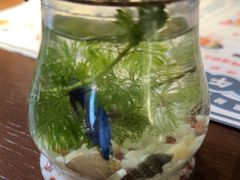 -卡普里披萨·牛扒·下午茶