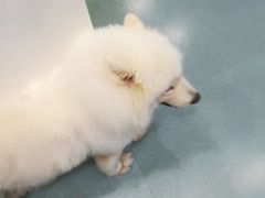 -瑞鹏宠物医院·爱宠堂·骨外专科(西荷分院)