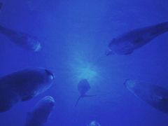 -海合安成都极地海洋公园