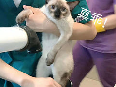 -艾贝尔宠物医院·24H转诊中心·肿瘤猫专科(江宁双龙店)