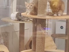 -楼上猫咖(罗湖店)