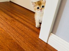 -猫十亿·布偶金渐层·曼基康矮脚猫舍(青年路店)