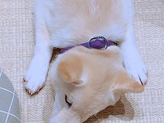 -逗柴咖啡屋·狗咖猫咖宠物桌游