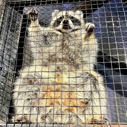 点击看大图 -酷嗒动物文化乐园(cutezoo西溪乐天城店)