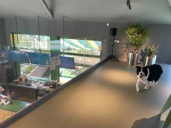 -爪吧宠物乐园·宠物泳池(温榆河示范区店)