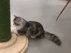 -飞行喵MR PILOT|猫舍·猫咖(静安大融城店)