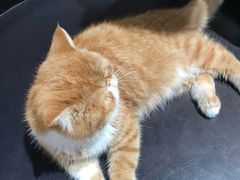 -瞄一喵猫咖(格力海岸店)