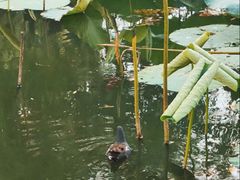 -前关湿地公园