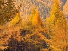 -苏木山森林公园