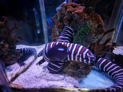 -太平洋海底世界