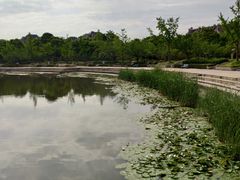 -新江湾城公园