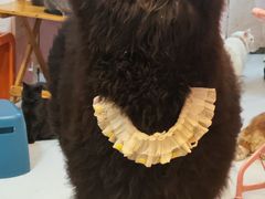 -我爱猫咪·猫咖·狗咖·安哥拉兔·羊驼咖(小寨华旗店)