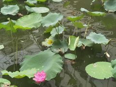 -番禺宾馆丽苑厅