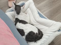 -猫十亿·布偶金渐层·曼基康矮脚猫舍(青年路店)