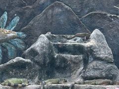 -清迈夜间动物园