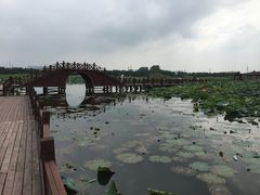 -荷塘月色湿地公园·向阳花洲