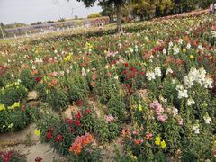 -广东花都香草世界旅游度假区