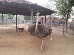 -意大利农场度假村