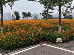 -洋湖国家湿地公园