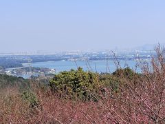 -香雪海