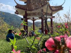 -深圳仙湖植物园