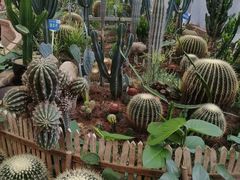 -海上花岛玫瑰园采摘