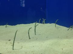 -上海海洋水族馆