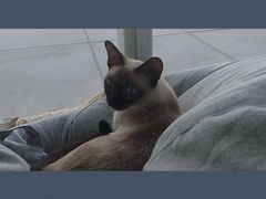 -藏猫猫咖啡主题馆(中央大道店)